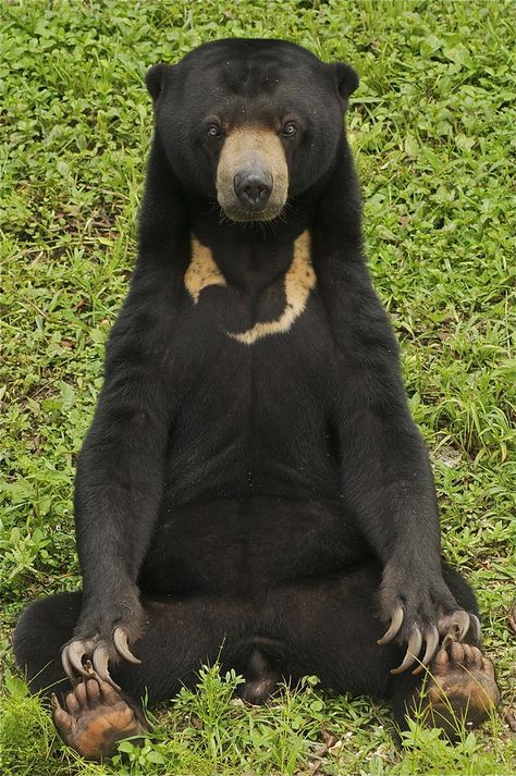 Malayan Sun Bear Sunbear Bear, Malayan Sun Bear, Spectacled Bear, Sun Bear, American Black Bear, Moon Bear, Bear Drawing, Funny Bears, Silly Animals