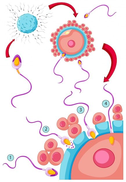 Fertilization Process, Really Cool Drawings, Endocrine System, Reproductive System, Fertility, Cool Drawings, Biology, Premium Vector, Graphic Resources