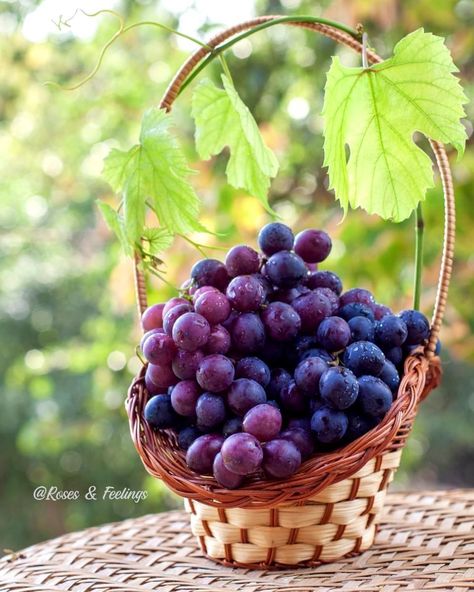 Bridesmaids Baskets, Grapes Aesthetic, Grape Basket, Bridesmaid Baskets, Grapes Fruit, Wine Grape, Harvest Day, Harvest Basket, Champion Shoes