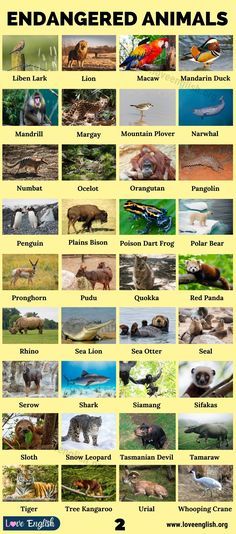 Endangered Animals Poster Project, Endangered Animals Poster, Endangered Animals Art, Endangered Species Project, Endangered Animals Project, Animal Identification, Endangered Species Art, Wildlife Biology, Animals List