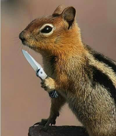 bad ass chipmunk Squirrel Memes, Whitetail Deer Pictures, Squirrel Funny, Hunting Humor, Cute Squirrel, Funny Animal Jokes, Funny Animal Memes, Cute Memes, Animal Jokes