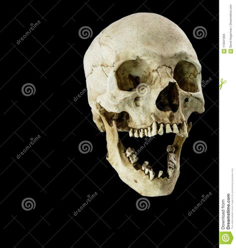 Skull With Jaw Open, Skull With Mouth Open, Open Jaw Skull, Skull No Jaw, Skull Open Mouth, Skull Jaw, Real Human Skull, Skull Anatomy, Skull Reference