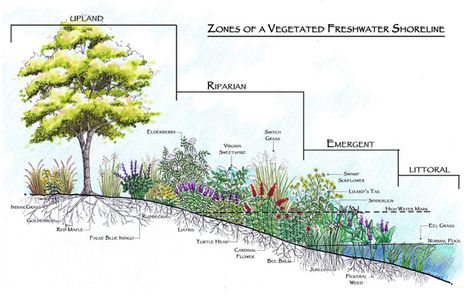 Pinterest thumbnail 5 - Zones of a vegetated freshwater shoreline Riparian Landscape Design, Riparian Landscape, Pond Planting, Planting Zones, Native Plant Gardening, Permaculture Gardening, Pond Plants, Pond Design, Italian Garden