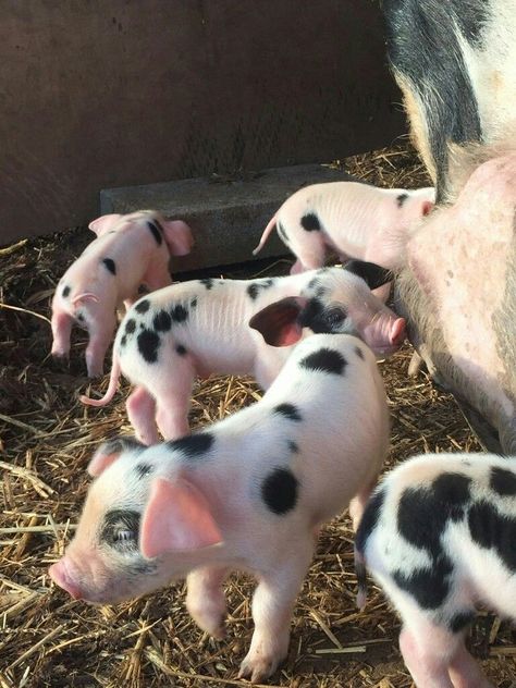 Pigs Aesthetics Farm, Farm Pets, Pig Farm, Baby Pig, Baby Farm Animals, Future Farms, Farm Lifestyle, Perfectly Timed Photos