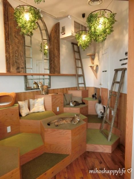 Cat Cafe MOCHA Harajuku Store | Miho's Happy Life Animal Cafe, Pet Cafe, Cafe Japan, Cafe Mocha, Bookstore Cafe, Kitty Cafe, Cat Lounge, Café Mocha, Small Cafe