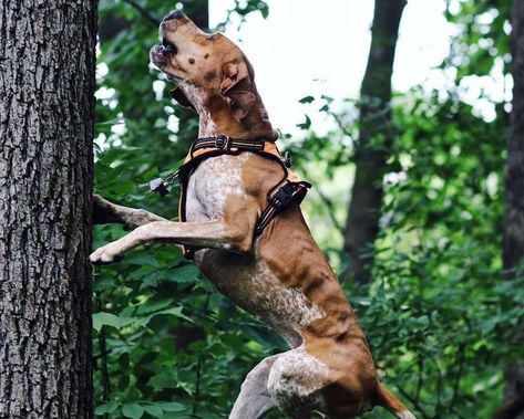 American Coonhound, English Foxhound, English Coonhound, English Dogs, Tattoos For Dog Lovers, Hound Breeds, Every Dog Breed, Redbone Coonhound, Disabled Dog