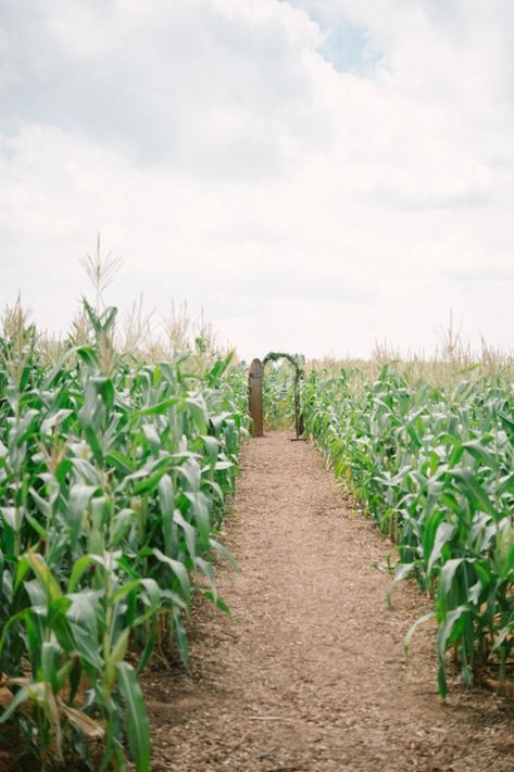 Simple Wedding Aisle in a Cornfield | Laura Jansen Photography on @SouthBoundBride via @aislesociety Corn Wedding, Cornfield Wedding, Sound Photography, Farm Wedding Ideas, Weddings Country, Corn Field, Field Wedding, Iowa Wedding, Field Of Dreams