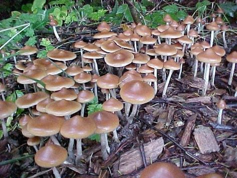 The Quest To Find The Rarest And Most Potent Magic Mushroom Ever - Sociedelic Hot Apples, Psychoactive Plants, Psilocybin Mushrooms, Growing Mushrooms At Home, Mushroom Identification, Mushroom Cultivation, Sacred Plant, Slime Mould, Bee Garden