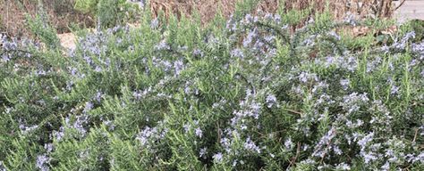 Rosemary officinalis 'Huntington Carpet’ - Nursery Management Trim Rosemary Bush, Large Rosemary Bush, Catmint Purrsian Blue, Huntington Carpet Rosemary, Carpet Nursery, Rosemary Officinalis, Evergreen Groundcover, Growing Rosemary, Light Blue Flowers