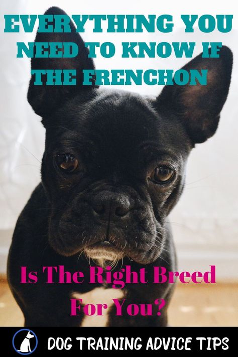 Frenchton is a crossbreed between a French bulldog and Boston terrier. It is popular for families who seek a loyal family dog. Here is everything to know about this dog! #dogtrainingadvicetips #dogtips #dogs #dogfacts Frenchton Dogs, Frenchton Puppies, Dog Weight Chart, Frenchton Dog, Dog Facts Interesting, Weight Charts, Better Relationship, Dog Weight, Dog Training Advice