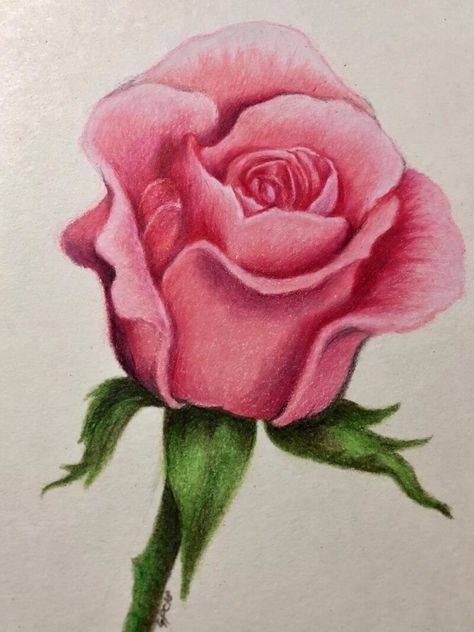 Rose Drawing Pencil, Realistic Rose Drawing, Realistic Flower Drawing, Drawing Of Flowers, Red Tattoo Ideas, Red Ink Tattoo, Arte Aesthetic, Red Tattoo, Colored Pencil Artwork