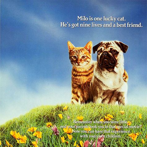 Milo And Otis, Funniest Pictures Ever, Pets Movie, Cool Cat Trees, Dog Movies, Orange Kittens, Famous Dogs, In And Out Movie, Puppy Names