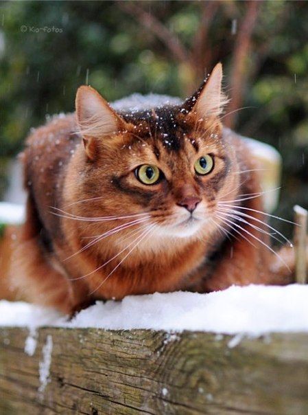 Somali Cat, American Bobtail, Abyssinian Cats, Warrior Cat, Domestic Cat, Cute Cats And Kittens, Cute Cats And Dogs, Warrior Cats, Pretty Cats