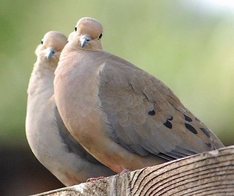 This morning I’m thankful for the beautiful sound of the doves in our neighborhood. My favorite of all the bird songs. Morning Doves, Morning Dove, Cute Pigeon, Dove Pigeon, Dove Bird, Pretty Animals, Rare Breed, Backyard Birds, Pretty Birds