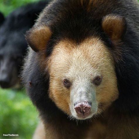 Beautiful Golden Moon Bear Is Often Mistaken For A Lion - I Can Has Cheezburger? Golden Moon Bear, Bear Growling, Bears In The Wild, Bear Cubs Playing, Bear Funny, Lion Cubs Playing, Asiatic Black Bear, Moon Bear, Golden Bear