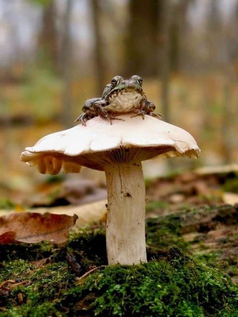 #aesthtic #mushrooms #aesthticmushrooms Fairy Rings, Mushroom Pictures, Forest Core, Fairy Ring, Garden Calendar, Mushroom Fungi, Forest Creatures, Frog And Toad, Wild Mushrooms