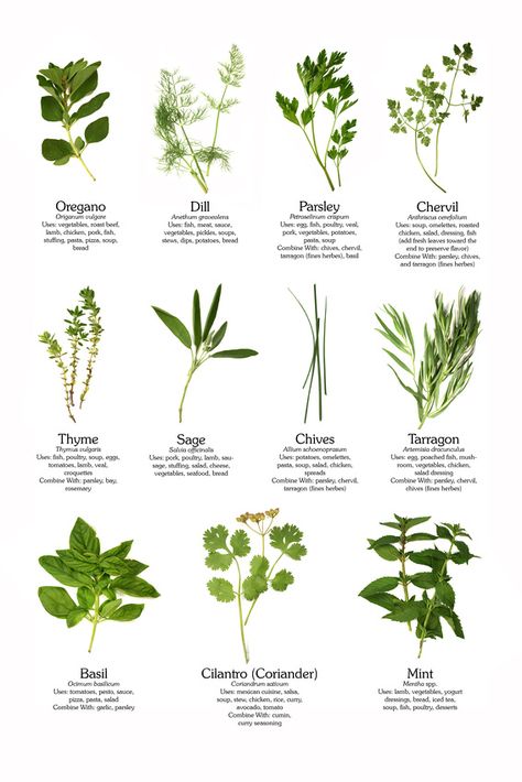 Culinary herb poster you can purchase for your kitchen - complete with tips for using and pairing herbs.  Fun! #culinaryherbs #herbs #cooking Herbs Medicinal, Plants Kitchen, Medicinal Garden, Kitchen Herbs, Culinary Herbs, Garden Types, Herbs Indoors, Kew Gardens, Healing Herbs