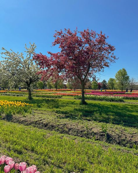 a day at the tulip farm is a day well spent 🌷🧺 - - Pinterest girl, Pinterest aesthetic, outfit inspo, vsco girl, coconut girl ,spring outfits, spring fashion inspo, spring aesthetic, outfit ideas, spring fashion #coastalstyle #pinterestaesthetic #pinterestoutfit #oufitinspo #casualoutfit #coconutgirl #springfashion #springoutfits #springaesthetic #springstyle Spring Aesthetic Outfit, Fashion Inspo Spring, Tulip Farm, Spotify Aesthetic, Outfit Ideas Spring, Spring Tea, Aesthetic Spring, Spring Girl, Spring Mood