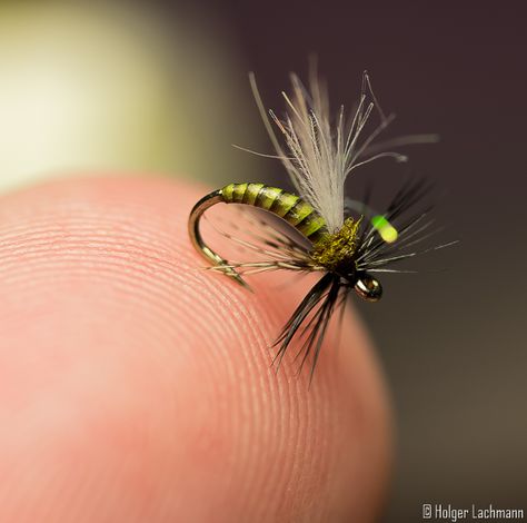 Caddis Fly, Fly Fishing For Beginners, Caddis Flies, Fly Casting, Fly Fishing Flies Pattern, Fly Fishing Tips, Fly Fishing Gear, Fly Fishing Flies Trout, Fly Fisherman