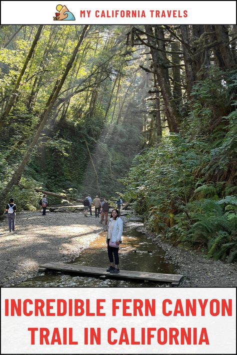 Experience the beauty of Fern Canyon California, a must-see spot on any Redwoods California road trip. This guide covers everything you need to know for your hike, including tips on accessing the trail, best times to visit, and the unique scenery of Prairie Creek Redwoods State Park. Prairie Creek Redwoods State Park, Unique Scenery, Redwoods California, Fern Canyon, California Road Trip, Redwood National Park, California Travel Road Trips, California Travel, Northern California