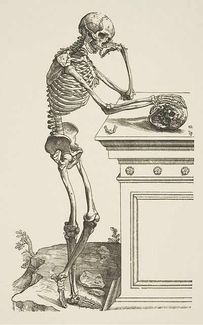 Andreas Vesalius (1514–1564), Skeleton Contemplating a Skull from De Humani Corporis Fabrica, 1543 Memento Mori Art, Andreas Vesalius, John Locke, Human Skeleton, A Skeleton, Anatomy Drawing, Medical Illustration, Art Historian, Anatomy Art