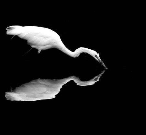 Nathan Wirth High Contrast Photography, Contrast Photography, Figure Ground, Photography Office, Black And White Birds, Seascape Photography, Space Photography, Reflection Photography, Black And White Landscape