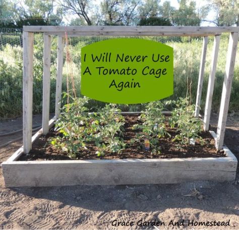 You can't grow healthy tomato without a tomato trellis or cages. Read this if you need plans and ideas to build a DIY trellis/cages in your garden. Tomato Support, Tomato Planter, Tomato Trellis, Growing Tomatoes In Containers, Tomato Cages, Meteor Garden 2018, Garden Veggies, Tomato Garden, Growing Tomatoes