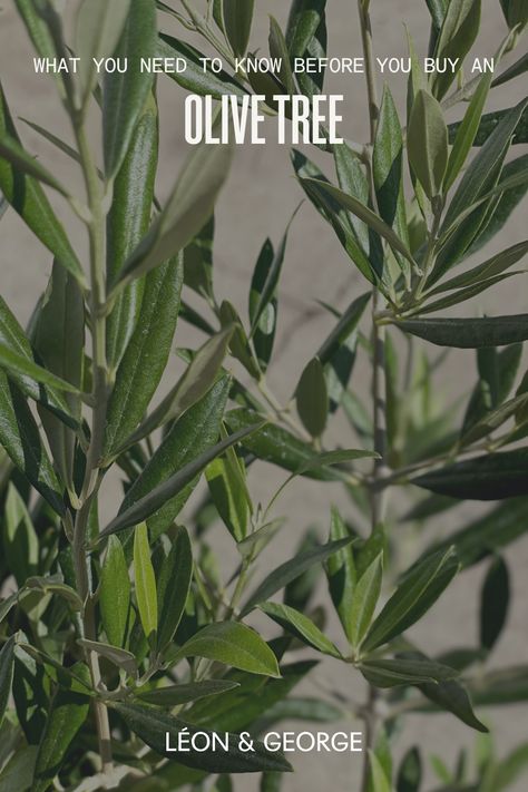 Elevate your indoor gardening game with our expert tips for nurturing olive trees as houseplants. 🌿 Discover the secrets to maintaining lush foliage and bringing Mediterranean charm to your home. 🏡 #IndoorGardening #OliveTreeCare #GreenThumb Olive Tree Care, Black Olive Tree, Plants Tips, Natural Plant Food, Potted Olive Tree, Plant Care Tips, Tree Plan, Set Yourself Up For Success, Olea Europaea