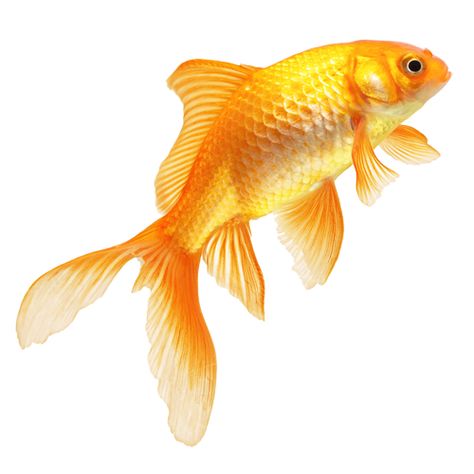 Goldfish Png Aesthetic, Goldfish Reference, Goldfish Background, Gold Fish Reference, Best Fish For Aquaponics, Fish Goldfish, Golden Dorado Fish, Fish Png, Real Fish