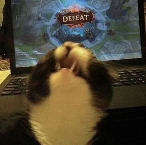 Legend Cat, League Of Legends Art, Gamer Cat, Zed League Of Legends, League Memes, League Of Legends Game, Laughing Emoji, Anime Toon, Riot Games