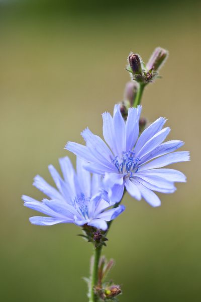 Chicory Flower, Nordic Flowers, Alphabet Project, Macro Photography Flowers, Flower Painting On Canvas, Flora Flowers, Plant Fungus, Iris Flowers, Birth Flowers