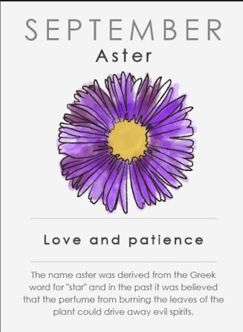 Virgo Flower, Aster Flower Tattoos, 27 Tattoo, Virgo Tattoo Designs, Virgo Constellation Tattoo, September Birth Flower, Virgo Tattoo, Aster Flower, Muster Tattoos