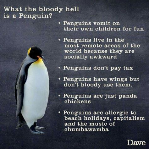 True penguin facts that are true. Socially Awkward Penguin, Penguin Meme, Penguin Awareness Day, Penguin Facts, Saturday Humor, Cute Animal Quotes, Penguins Funny, Penguin Love, Socially Awkward