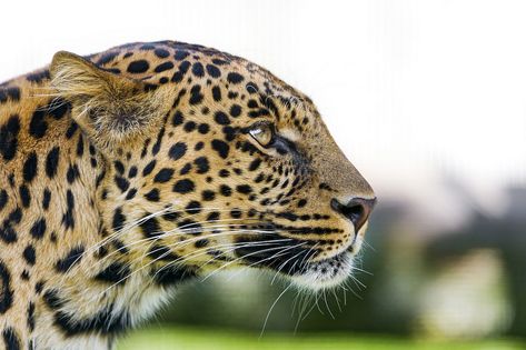 Profile of a leopard | A nice profile portrait of one of the… | Flickr Big Cat Species, Wildlife Wallpaper, Cat Anatomy, Animal Categories, Dual Monitor, Kitten Pictures, Big Cat, Funny Cat Pictures, Leopards