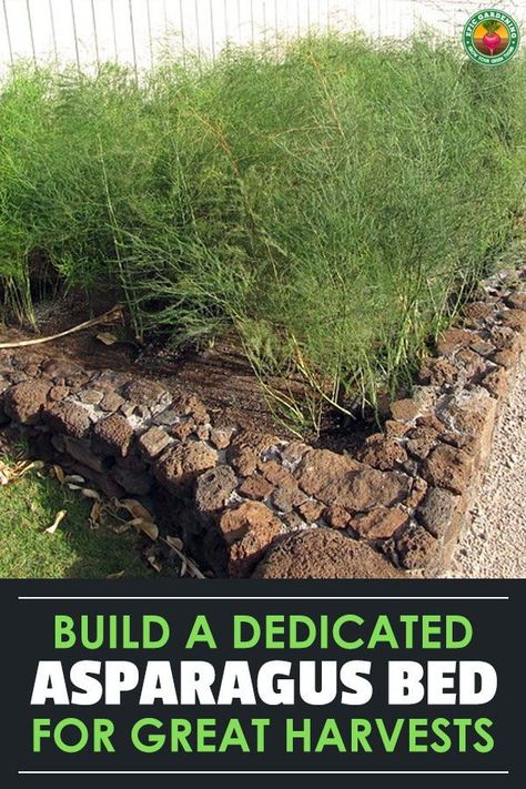 Raised Asparagus Bed, Asparagus Raised Bed, Asparagus Beds Ideas, Planting Asparagus In A Raised Bed, Asparagus Bed Ideas, Asparagus Garden Bed, Asparagus Plants How To Grow, Growing Asparagus In Raised Beds, Asparagus In Raised Beds