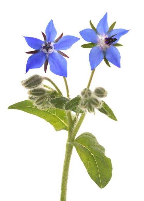 How to Plant, Grow, and Harvest Borage How to Grow Borage Borage Flower Drawing, Borage Drawing, Borage Flower Tattoo, Borage Illustration, Borage Tattoo, Borage Plant, Borage Flower, Liz Earle, Flower Essences