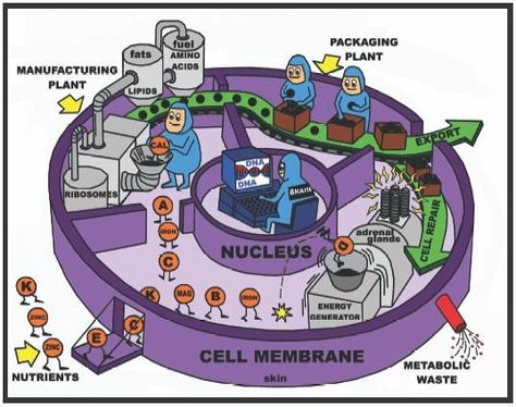 Love this drawing! A simplified illustration of cell metabolism, depicting the cell as a factory. | #teaching #biology Teaching Cells, Biology Activity, Science Cells, Biology Resources, Biology Classroom, High School Biology, Secondary Science, Biology Teacher, 6th Grade Science