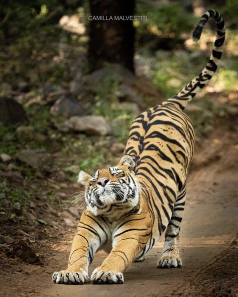 Tiger Sketch, Cat Stretching, Tiger Drawing, Morning Stretches, Tiger Pictures, Animal Study, Silly Cats Pictures, Cat Pose, Tiger Art