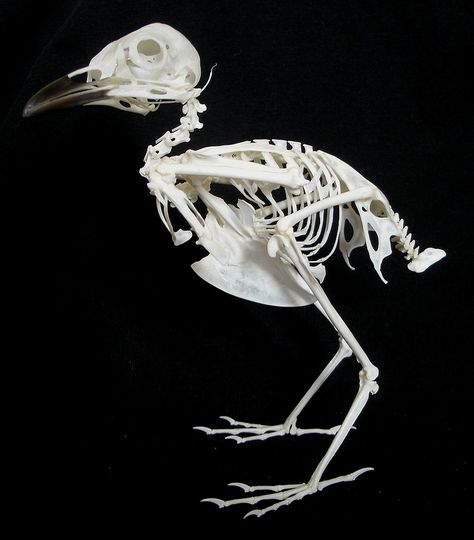 Squelette de Merle noir / Common Blackbird Skeleton (Turdus merula) Bird Skeleton, Skeleton Parts, Skull Reference, Skulls And Bones, Animal Skeletons, Vulture Culture, Anatomy For Artists, Unique Sculptures, Skull Fashion