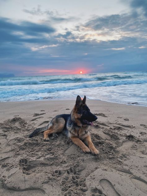 German Shepherd At The Beach, German Shepherd Beach, German Shepherd Aesthetic Wallpaper, German Shepherd Puppy Aesthetic, Freedom Wallpaper, German Shepherd Aesthetic, German Shepherd Wallpaper, Sea Beach Sunset, Cute Background Pictures