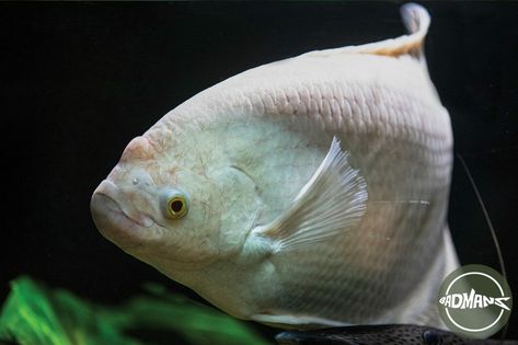 Kissing Gouramis fish cloudy eye is a condition that affects the clarity of your fish's eyes, making them appear cloudy. This is more than just a cosmetic issue and can be worrying for pet owners. Understanding the causes of cloudy eye is crucial, as it can be due to various factors such as poor water quality, infections, or nutritional deficiencies. This guide provides insights into the condition's causes and effective treatments to ensure your fish's health. Fish Healthy, Aquatic Pets, Health Equipment, Aquarium Setup, Healthy Eyes, Nutritional Deficiencies, Healthy Fish, Plant Health, Water Quality