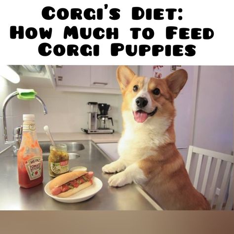 If you’ve already decided on a dog breed and opted for a corgi, then it’s time to figure out how to feed your pet. Corgis are not particularly large in size, but this is a very active and cheerful dog that will become your companion for a long time. If you decide to get this breed, then be prepared for the fact that a sea of optimism and energy will pour out on you every day. Corgi Puppy Tips, Corgi Mix Breeds, Corgi Cross Breed, Fermented Milk, Corgi Owner, 4 Month Olds, Corgi Puppy, Corgi Puppy Memes, Dog Activities