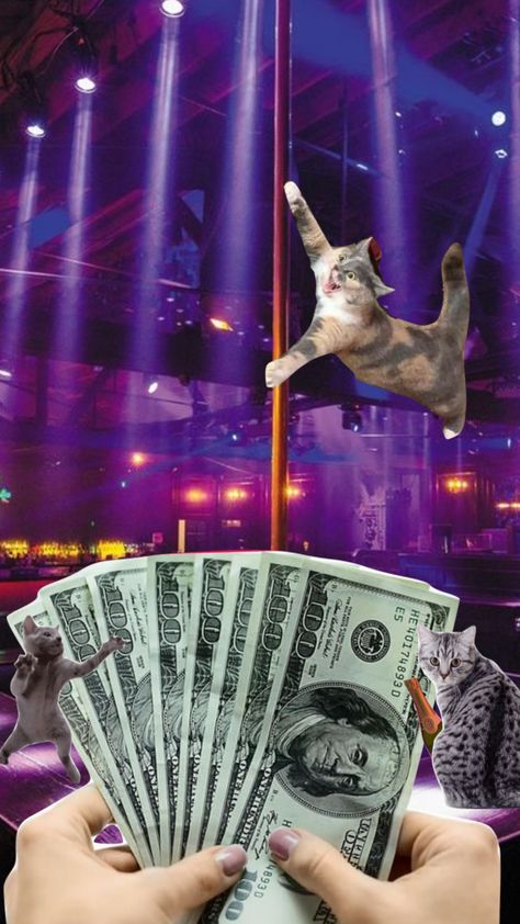 #cats #party #stripclub #catsupremacy #dreamfuture Rizz Party, Cursed Stuff, Cat Party, Cat Memes, Connect With People, Your Aesthetic, Creative Energy, Rappers, Kitty