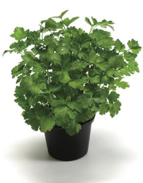 Gigante d’Italia Parsley - Fedco Seeds Parsley Plant, Laurus Nobilis, Salad Leaves, Seed Pack, Coriander Seeds, Parsley, Naples, Cilantro, Green Leaves