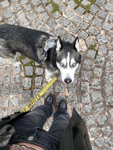 Dog Husky Aesthetic, Siberian Husky Dog Aesthetic, Husky Dog Aesthetic, Siberian Husky Aesthetic, Aesthetic Husky, Husky Aesthetic, Aesthetic Doc Martens, Leather Jacket Aesthetic, White Blue Eyes