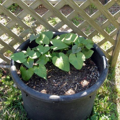 Guide to Growing Sweet Potatoes in a Container | Dengarden Sweet Potato Growing Container, Growing Sweet Potatoes In Grow Bags, Planting Sweet Potatoes In Containers, Growing Sweet Potatoes In Containers, Potatoes In Containers, Grow Sweet Potatoes, Grow Potatoes In Container, Potato Plant, Making Sweet Potato Fries