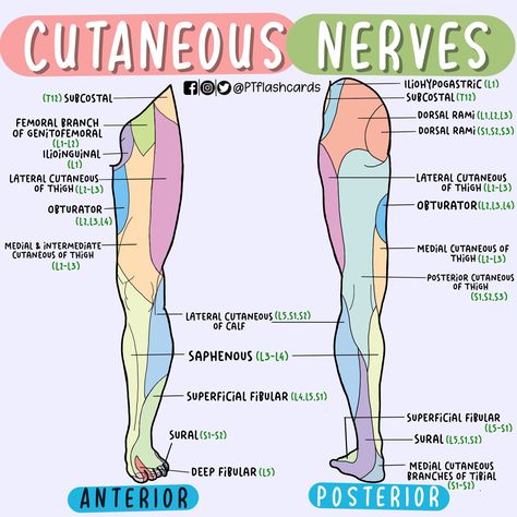 Neuromuscular Therapy, Physical Therapy School, Human Muscle Anatomy, Physical Therapy Student, Nursing School Essential, Medicine Notes, Basic Anatomy And Physiology, Nurse Study Notes, Complex Regional Pain Syndrome