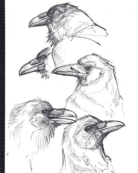 Pen sketches done for practice.#crow #crowart #crows #rook #raven #corvid #pendrawing #inkdrawing #birds #bird #animalart #animaldrawing #animalartist #birdart #birdartist #wildlife #wildlifeart #art #ink #drawing #draw #sketch #sketchbook #sketching #instaart #wildlifeartist #artwork #naturedrawing #wildlifedrawing #artistsoninstagram  #Regram via @gaiasorrentino_art Drawings Of Birds, Crow Flying, Crows Drawing, Black And White Drawings, Pen Sketches, Crow Painting, Bird Sketch, Sketches Pencil, Pen Illustration