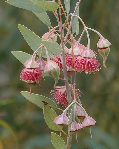 Yaz.Bouss on Instagram: “Wing-Fruited Mallee #eucbeaut #eucalyptus #eucalipto #eucalypt #eucalypts #eucalyptustree #eucalyptuswreath #botanical #artinspiration…” Aphrodite Altar, Lady Aphrodite, Australian Plants, Eucalyptus Tree, Colour Theme, Eucalyptus Wreath, Colorful Garden, Aphrodite, Color Themes