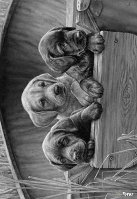 puppiesdogsdrawingsanimal artpencil drawingspencil portrait Amazing Pencil Drawings, Dog Pencil Drawing, Beautiful Pencil Drawings, Pencil Drawing Images, Drawing Realistic, Pencil Portraits, Pencil Drawing Tutorials, Drawing Faces, Art Pencil